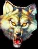 Фотография WOLF DIABLO